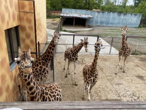 Výlet do Zoologické zahrady